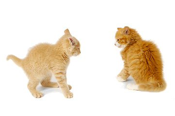 Image showing Kittens ready to fight