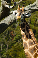 Image showing Giraff