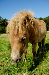 Image showing Sad foal