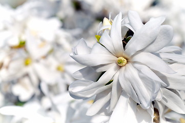 Image showing White magnolia