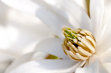 Image showing White magnolia flower