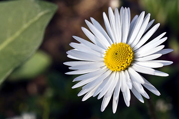 Image showing Daisy