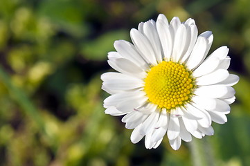 Image showing Daisy in garden