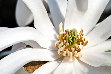 Image showing White magnolia flower