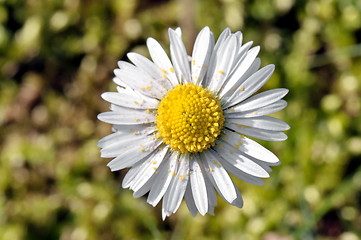 Image showing Daisy with pollen