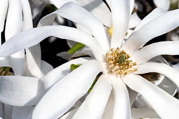 Image showing White magnolia flower