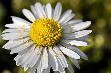 Image showing Daisy with pollen