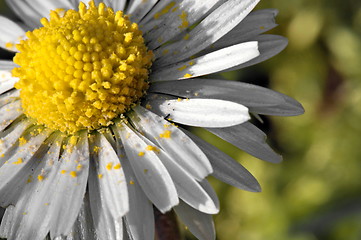 Image showing Daisy with pollen