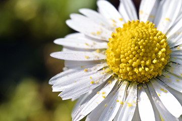 Image showing Daisy with pollen