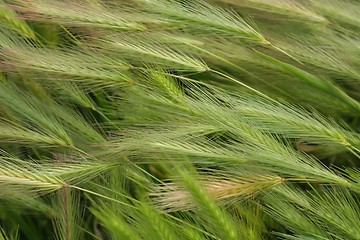 Image showing Hare Barley Background