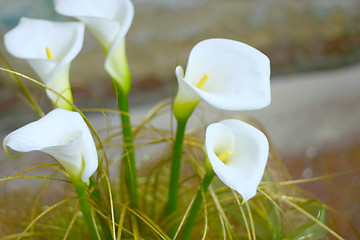 Image showing fantasy floral background