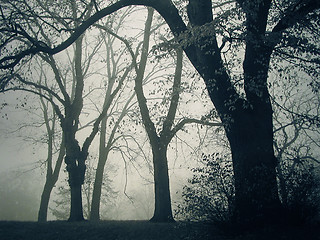 Image showing A foggy day in the park