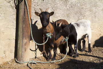 Image showing Goats tied to a post.