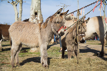 Image showing Ponies