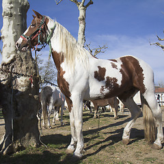 Image showing Strong horse