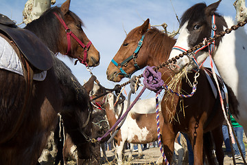 Image showing Horses for sale