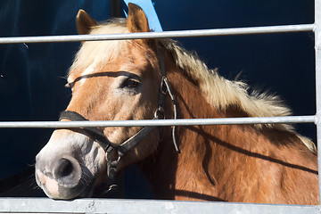 Image showing Horse for sale