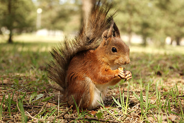 Image showing squirrel 