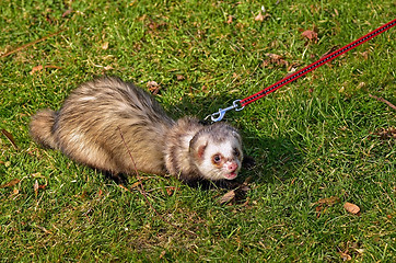 Image showing Ferret