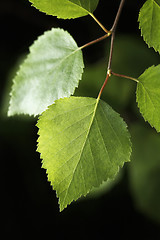 Image showing Birch leaf