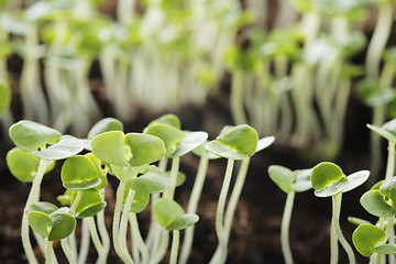 Image showing Basil seedlings