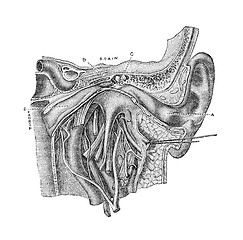 Image showing The Ear