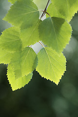 Image showing Birch