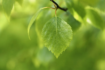 Image showing Birch leaf