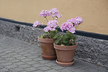 Image showing Potted flowers in a street