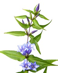 Image showing Willow Gentian (Gentiana asclepiadea)