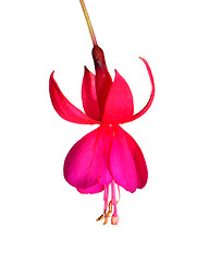Image showing Fuchsia flower