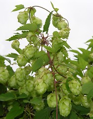 Image showing Flowers and leaves of wild hop (Humulus lupulus)