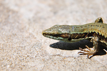 Image showing Wall lizard (Podarcis muralis)