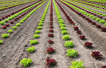 Image showing Lettuce field