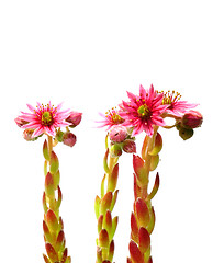 Image showing Houseleek flowers (Sempervivum)