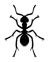 Image showing Ant