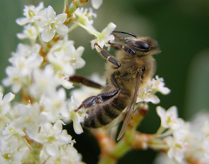 Image showing Bee on flower