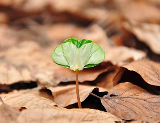 Image showing Beech seedling