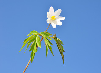 Image showing Wood anemone