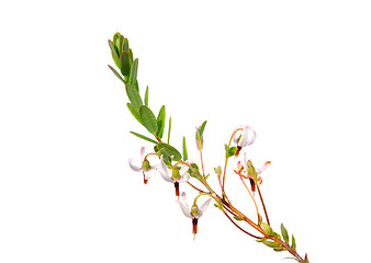 Image showing Cranberry flowers (Vaccinium macrocarpon)