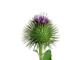 Image showing Spiny thistle flower isolated on white background