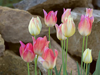 Image showing Group tulips on a background of large stones