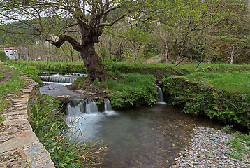 Image showing Water rushing by tree