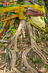 Image showing Bodhi Tree