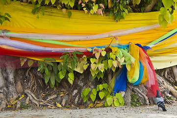 Image showing Bodhi Tree