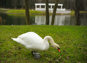 Image showing November in the city park