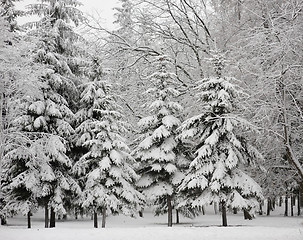 Image showing Winter landscape