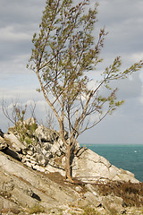 Image showing Tree 