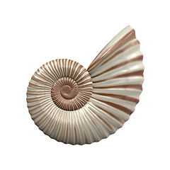 Image showing sea shell