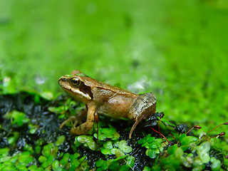 Image showing Frog